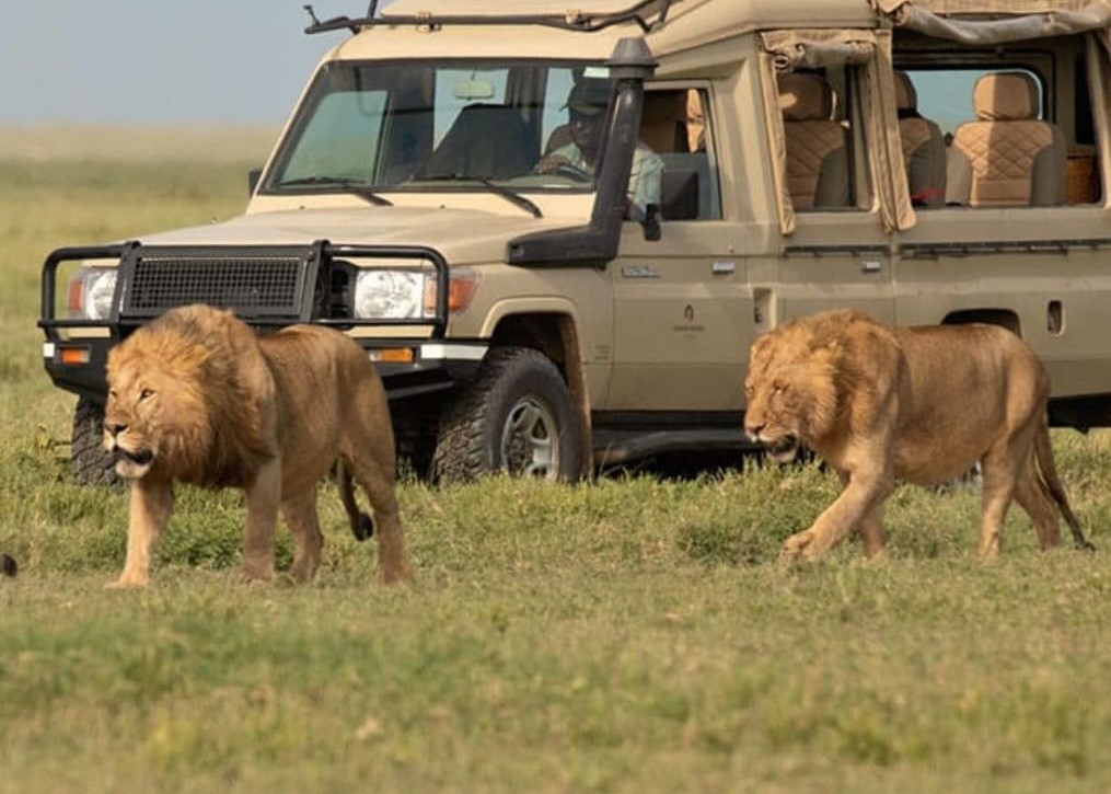Selous Safari